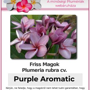 Plumeria rubra "Purple Aromatic"