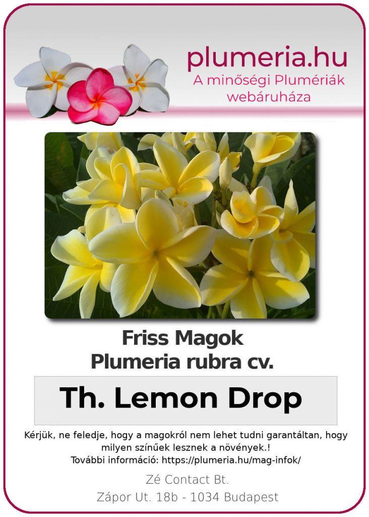 Plumeria rubra "Thorntons Lemon Drop"