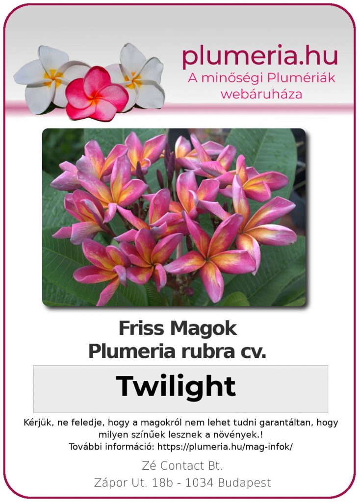 Plumeria rubra "Twilight"
