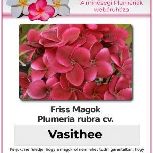 Plumeria rubra "Vasithee"