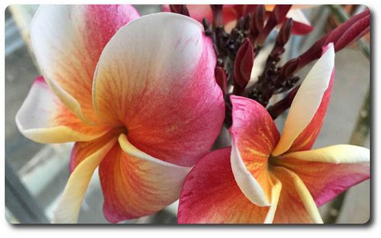 Plumeria rubra "J105"