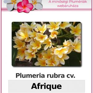 Plumeria rubra "Afrique"