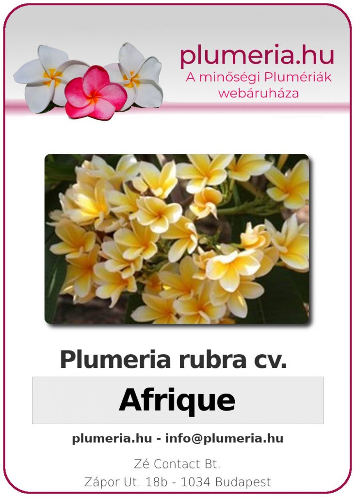 Plumeria rubra "Afrique"