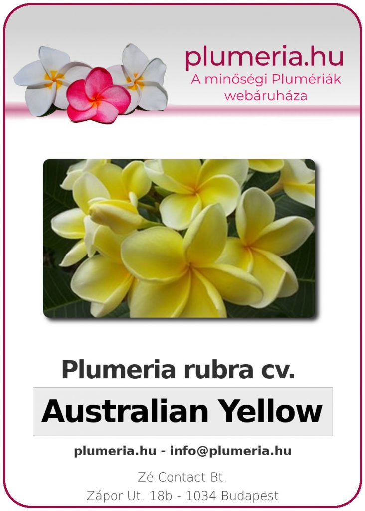 Plumeria rubra "Australian Yellow" - dugvány