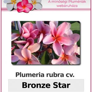 Plumeria rubra "Bronze Star"