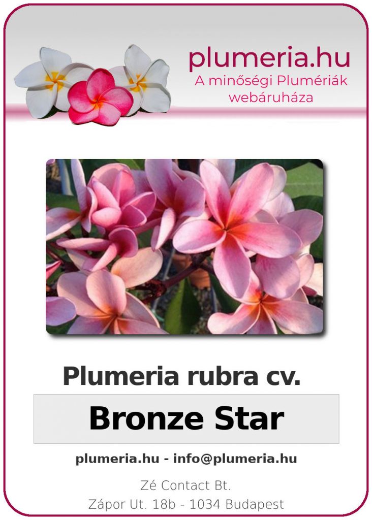 Plumeria rubra "Bronze Star" - dugvány
