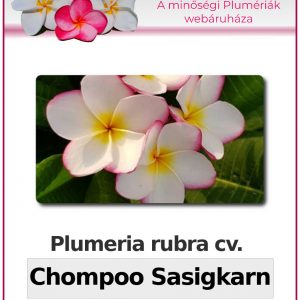 Plumeria rubra "Chompoo Sasigkarn"