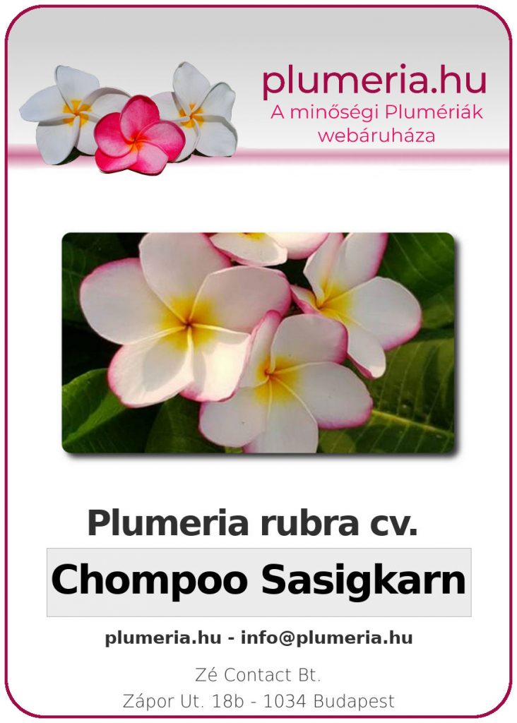 Plumeria rubra "Chompoo Sasigkarn" - dugvány