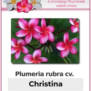 Plumeria rubra "Christina"