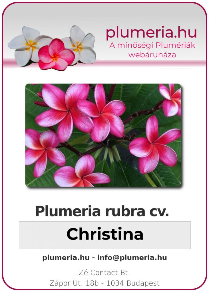 Plumeria rubra "Christina"