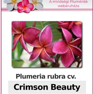 Plumeria rubra "Crimson Beauty"
