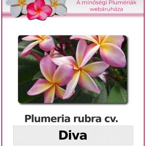 Plumeria rubra "Diva"