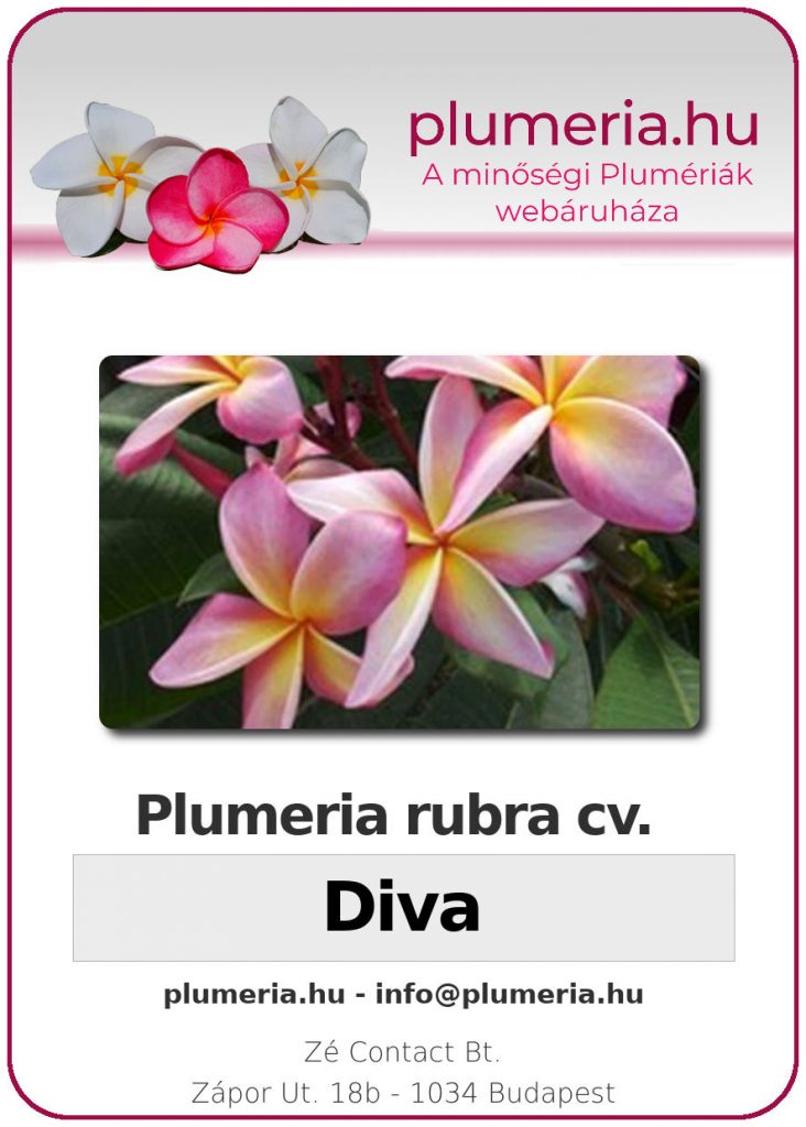 Plumeria rubra "Diva"