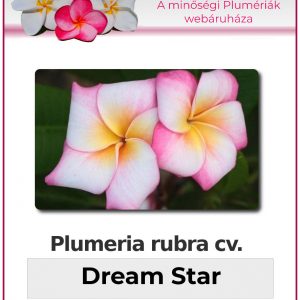 Plumeria rubra "Dream Star"