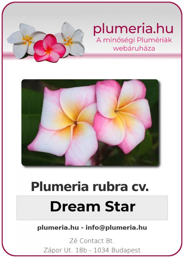 Plumeria rubra "Dream Star"