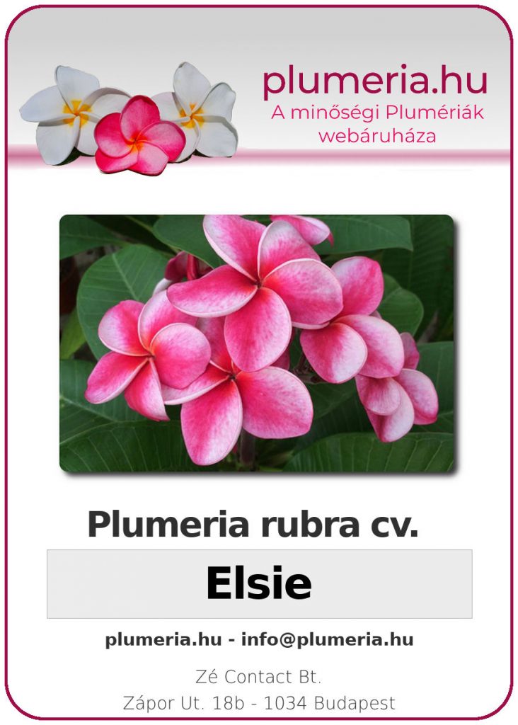 Plumeria rubra "Elsie"