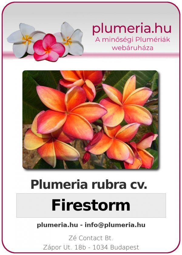 Plumeria rubra "Firestorm"