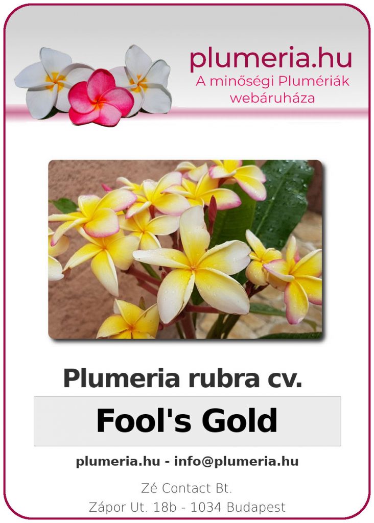 Plumeria rubra "Fool's Gold" - dugvány