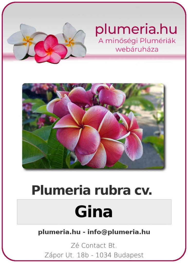Plumeria rubra "Gina"