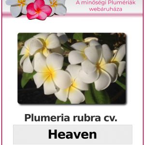 Plumeria rubra "Heaven"