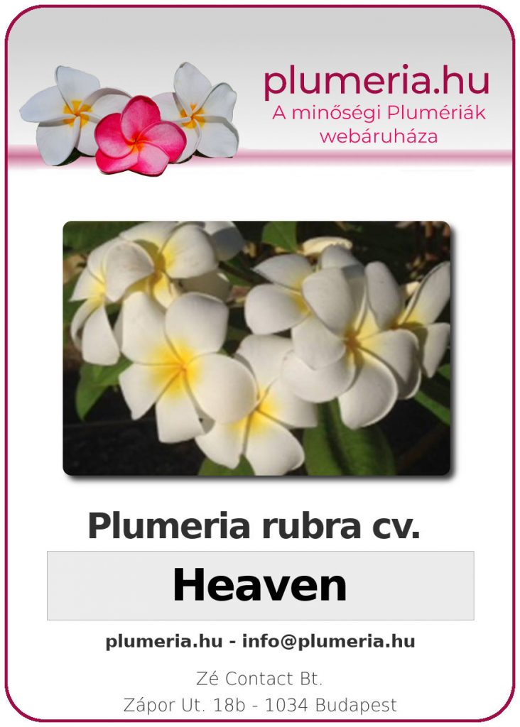 Plumeria rubra "Heaven" - kopasz gyökér