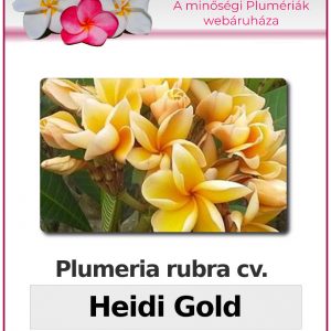 Plumeria rubra "Heidi Gold"