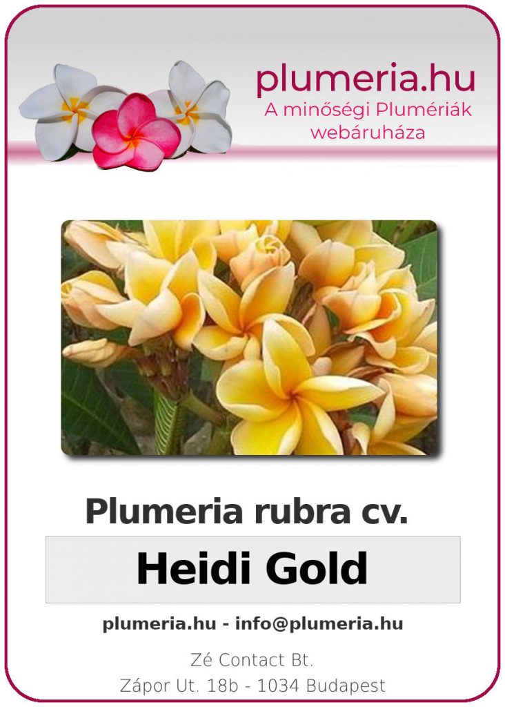 Plumeria rubra "Heidi Gold"