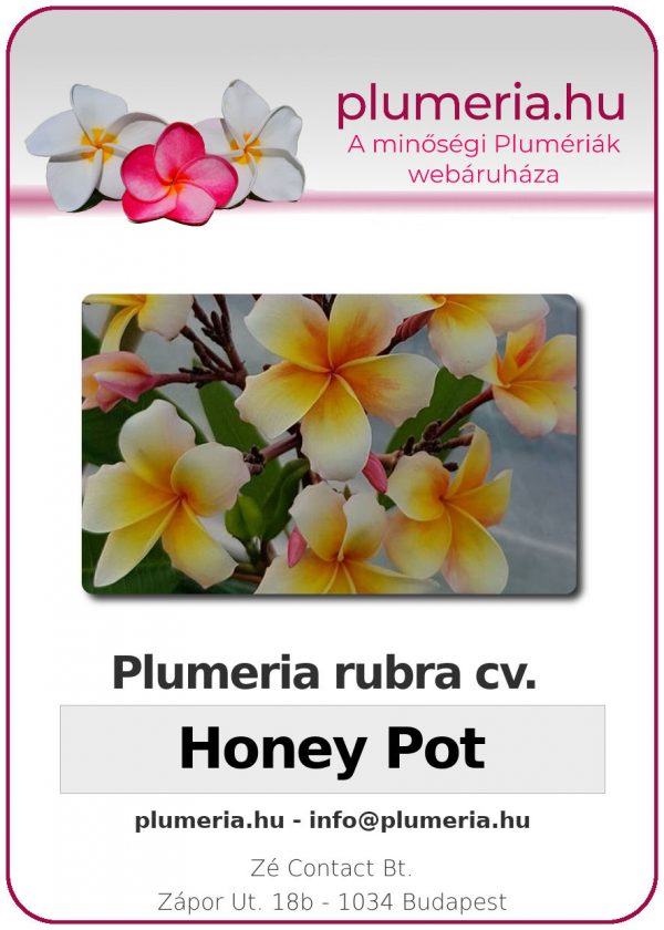 Plumeria rubra "Honey Pot"