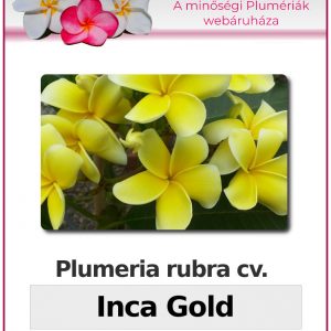 Plumeria rubra "Inca Gold"