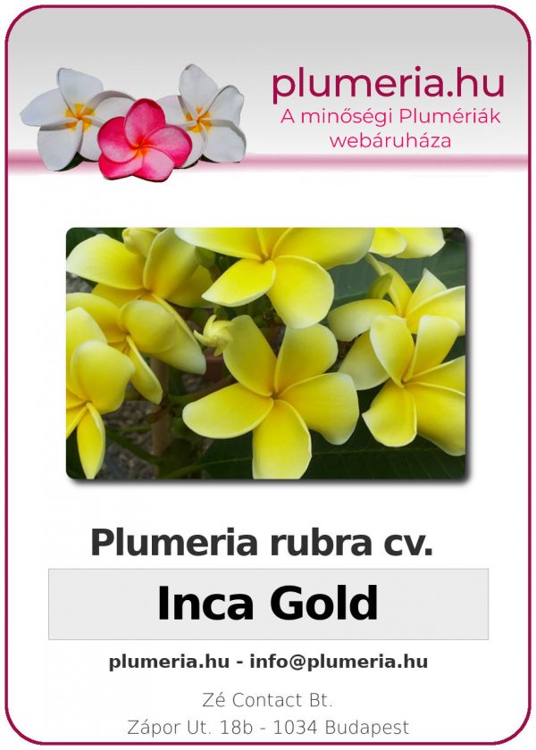 Plumeria rubra "Inca Gold"