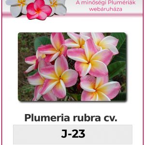 Plumeria rubra "J-23"