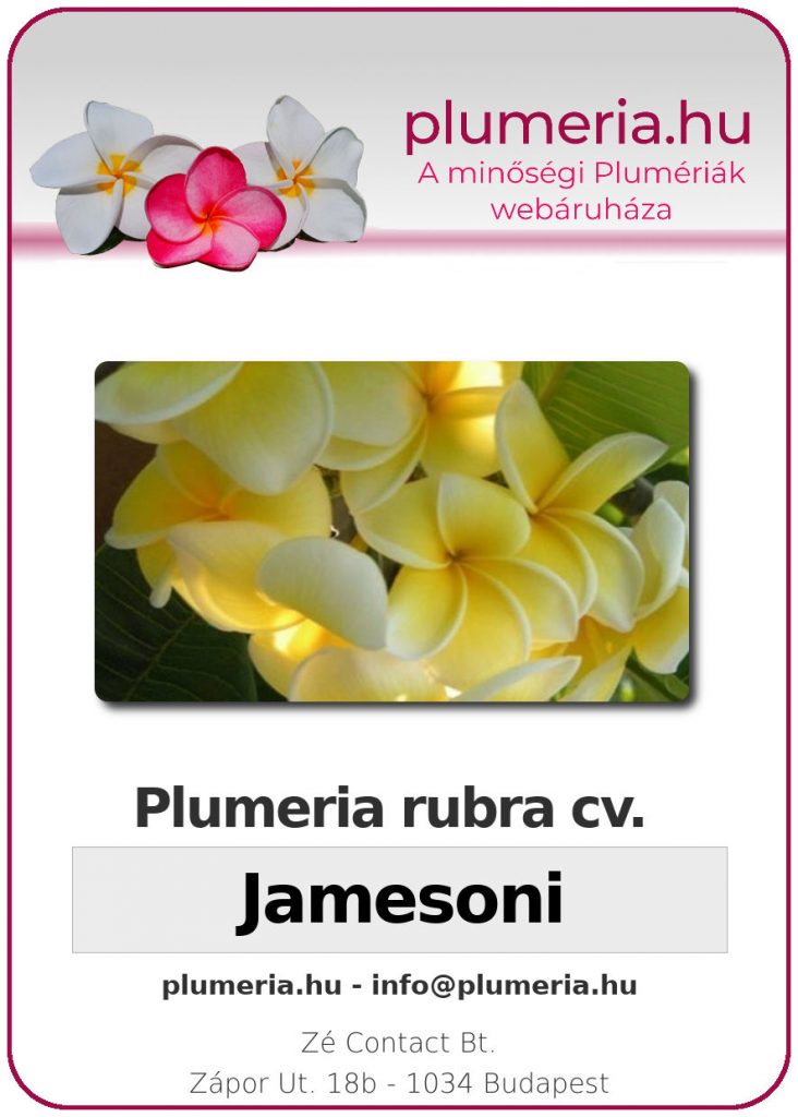 Plumeria rubra "Jamesoni"