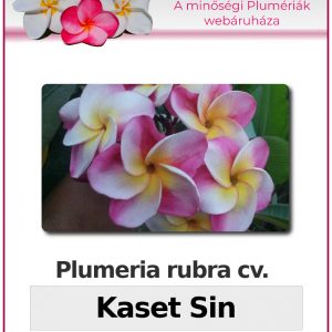 Plumeria rubra "Kaset Sin"
