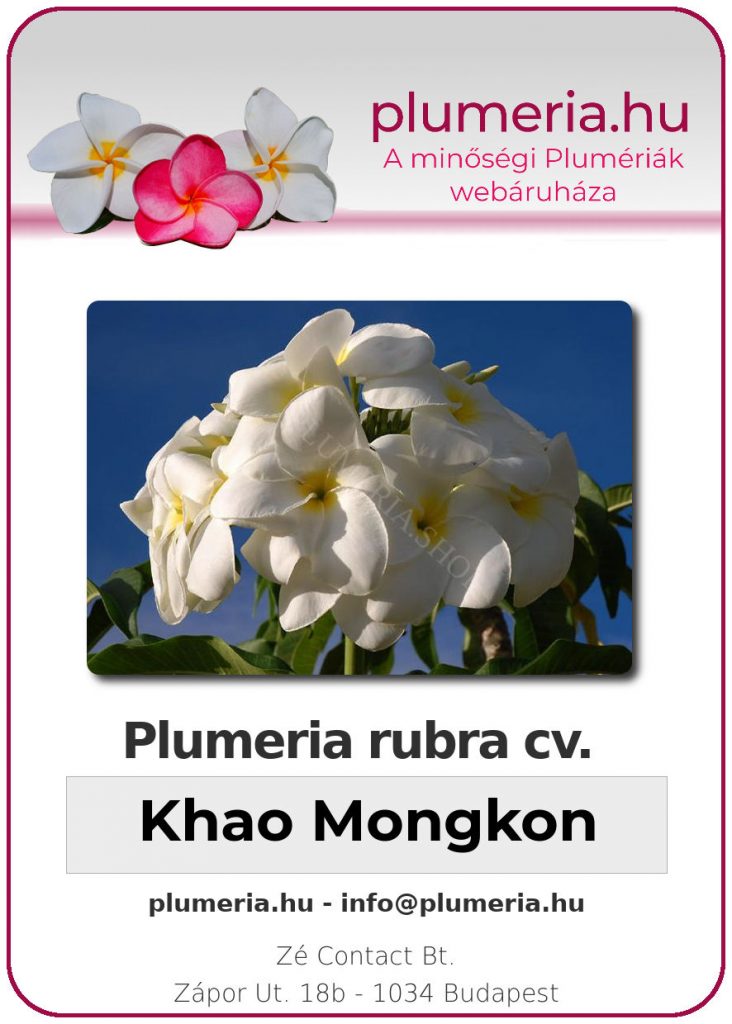 Plumeria rubra "Khao Mongkon" - dugvány