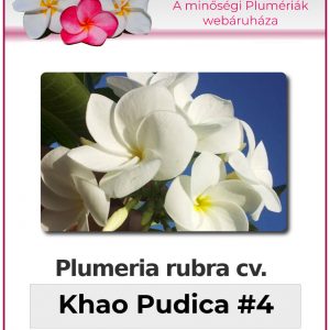Plumeria rubra "Khao Pudica #4"