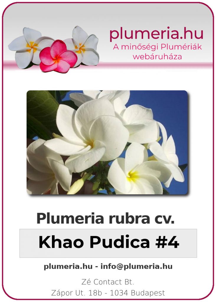 Plumeria rubra "Khao Pudica #4 (Hibrid)" - dugvány