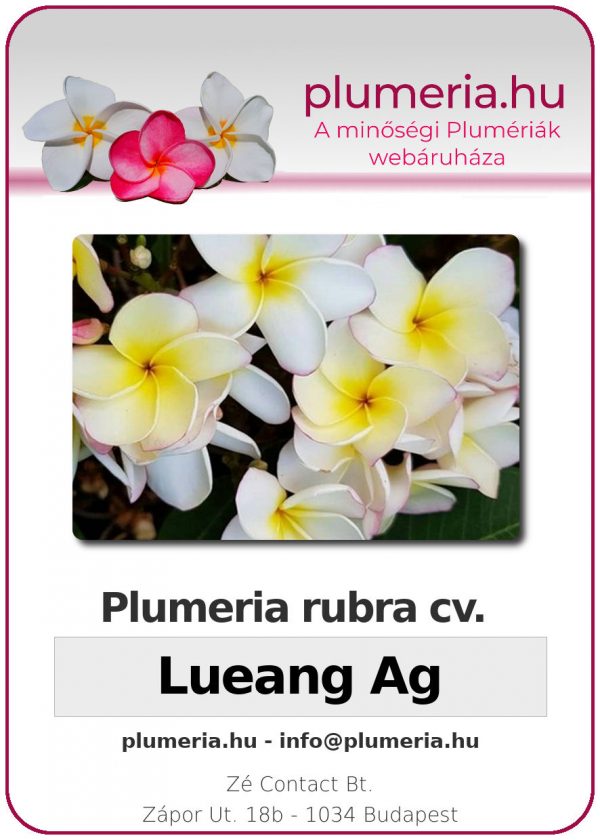Plumeria rubra "Lueang Ag"