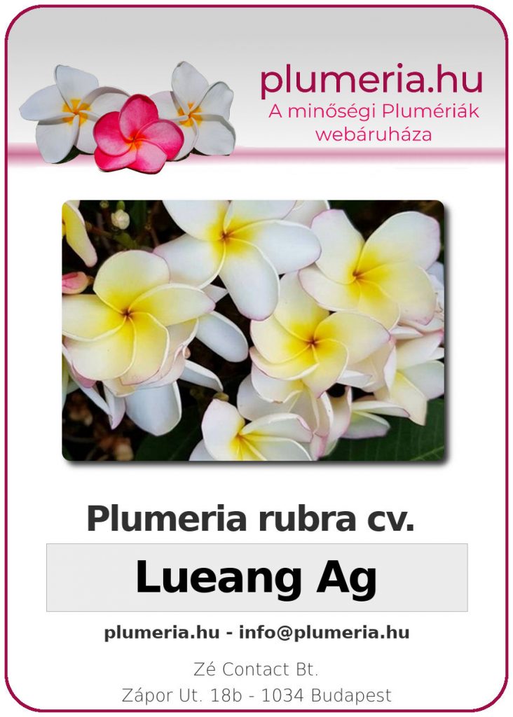 Plumeria rubra "Lueang Ag" - dugvány
