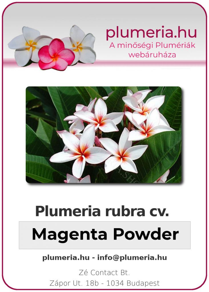 Plumeria rubra "Magenta Powder" - dugvány