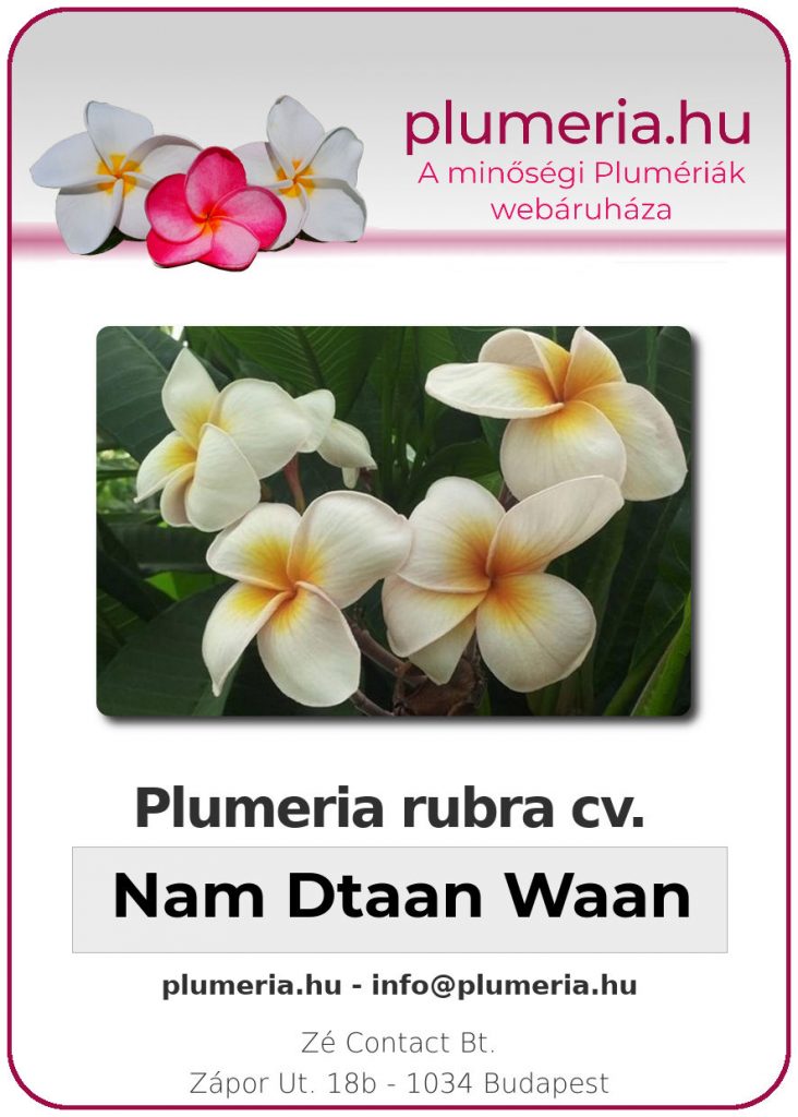 Plumeria rubra "Nam Dtaan Waan"