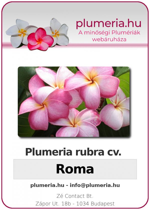 Plumeria rubra "Roma"