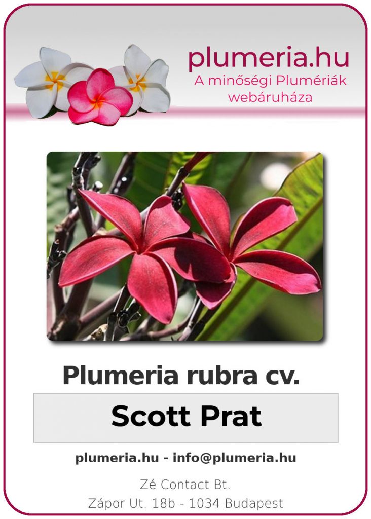 Plumeria rubra "Scott Prat" - dugvány