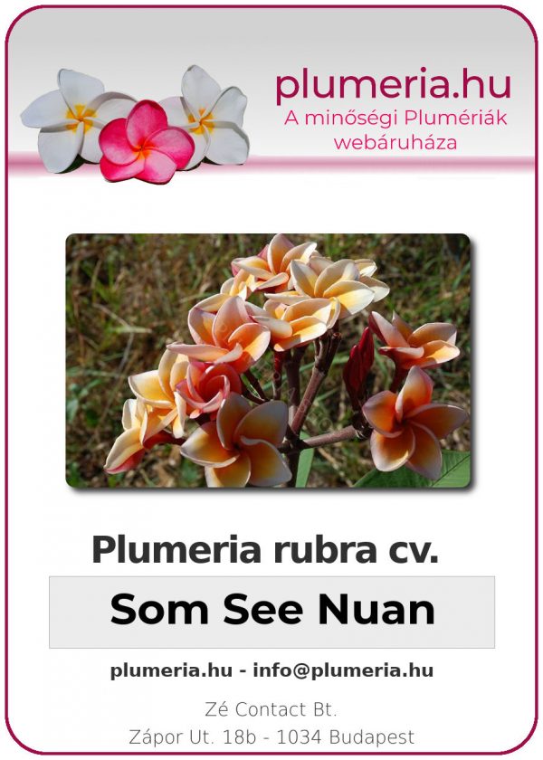 Plumeria rubra "Som See Nuan"
