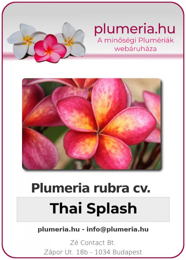 Plumeria rubra "Thai Splash"