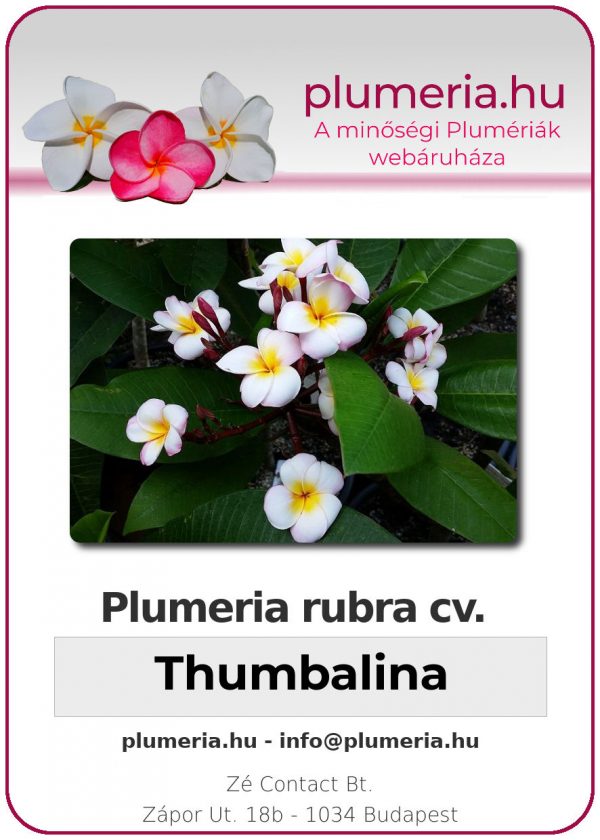 Plumeria rubra "Thumbalina"