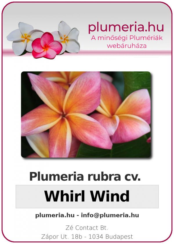 Plumeria rubra "Whirl Wind"