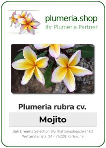 Plumeria rubra "Mojito"