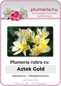 Plumeria rubra "Aztek Gold"