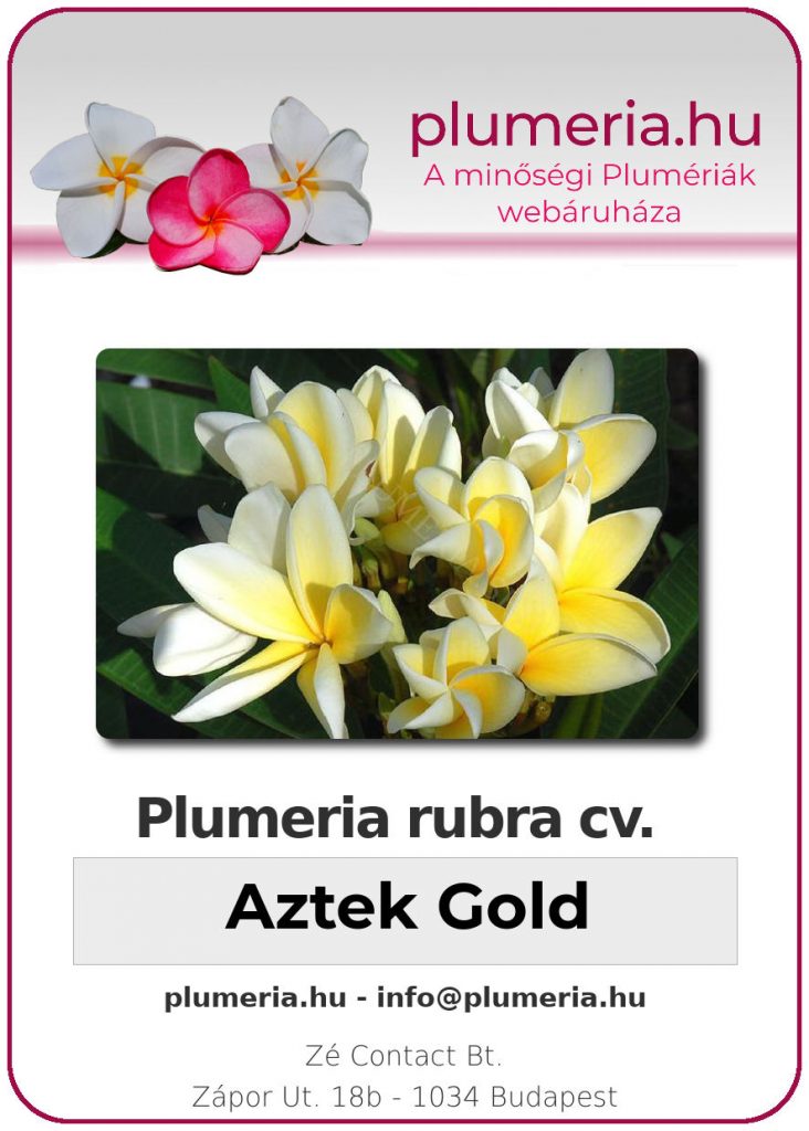 Plumeria rubra "Aztec Gold"