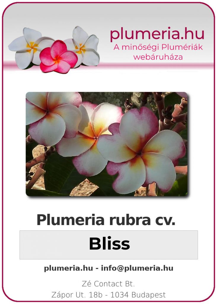 Plumeria rubra "Bliss"